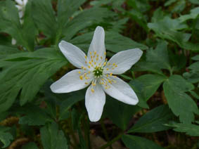 Anemone nemorosa